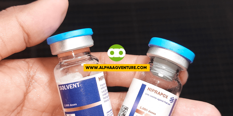 Pwede Bang Pagsabayin ang ND B1B1+IB, ND La Sota, at Fowlpox Vaccines