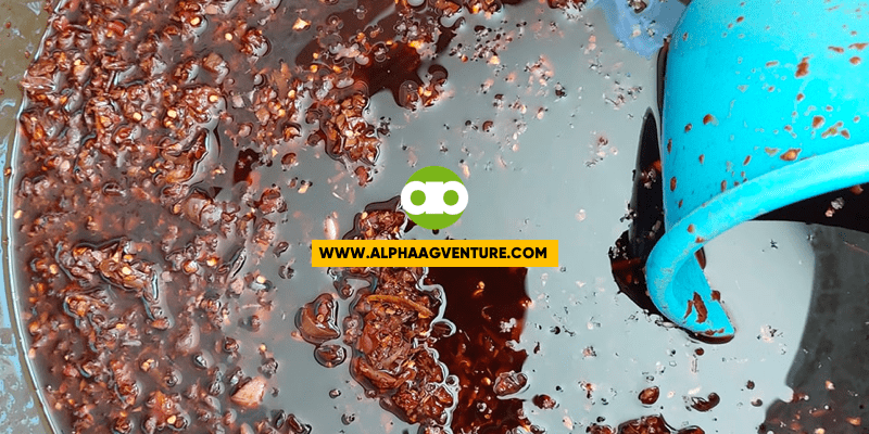 Pwede pa bang Ipakain sa Manok ang Fermented Feed na may Amag