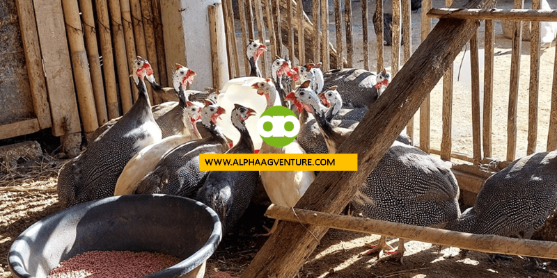 Sa Anong Edad Maningingitlog ang Guinea Fowl at Kailan ang Laying Season Nila