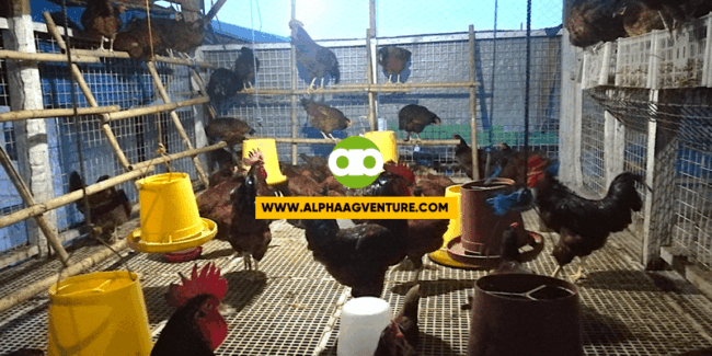 Sa Umaga o Gabi ba Gagawin ang Artificial Lighting sa mga Nagingitlog na Manok