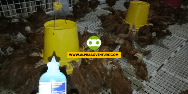 Safe Bang Bumili ng mga Heat-Resistant Poultry Vaccines Online