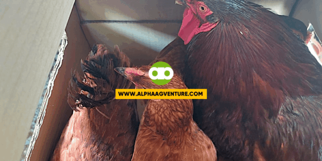 Safe and Effective Bang Gamot sa Sipon ng Manok ang Bleach