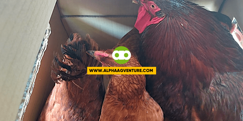 Safe and Effective Bang Gamot sa Sipon ng Manok ang Bleach