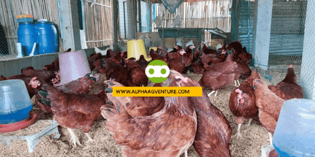 Subject for Culling na ba ang 2 to 3-Month-Old Rhode Island Red Chicks na White ang Paa