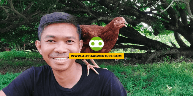 How to Choose the Right Chicken Breeds for Your Farm