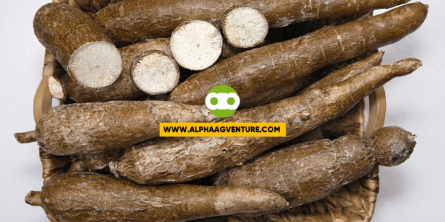 How to Safely Remove Cyanide Content from Cassava for Pig Feed