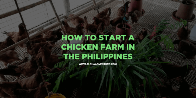 How to Start a Chicken Farm in the Philippines