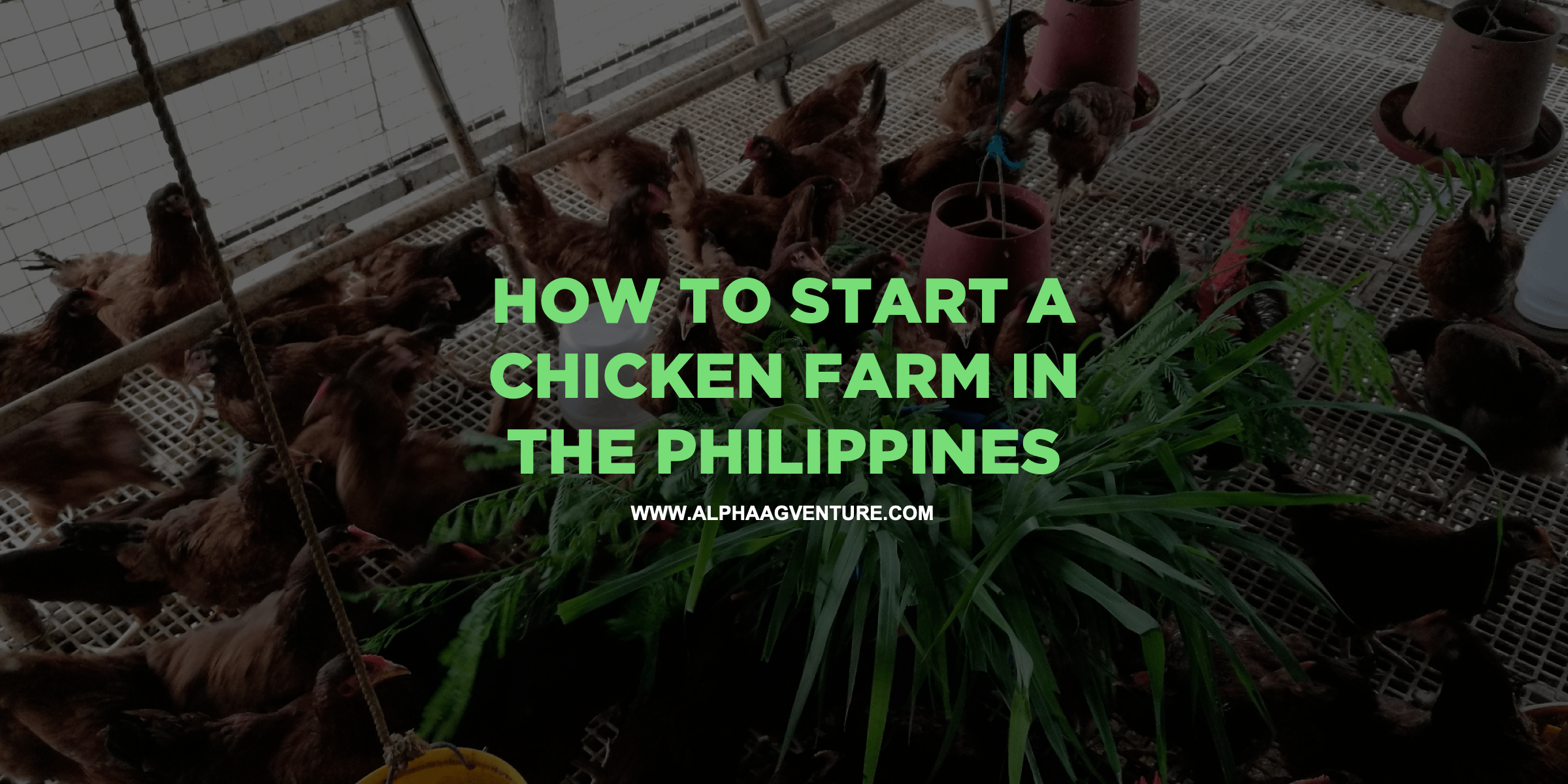 How to Start a Chicken Farm in the Philippines