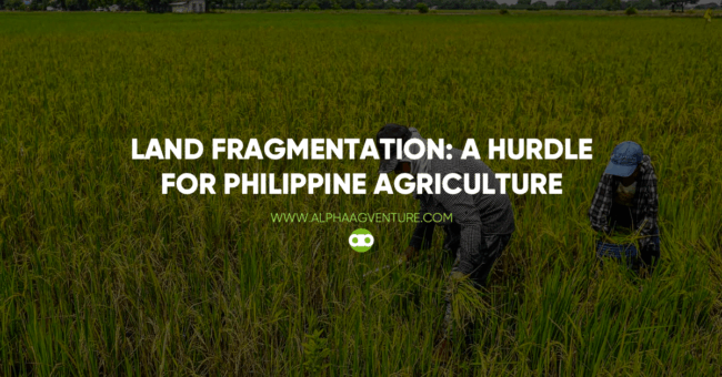 Land Fragmentatio: A Hurdle for Philippine Agriculture