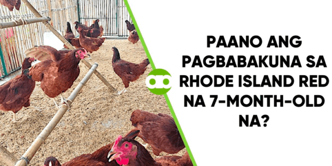 Paano ang Pagbabakuna sa Rhode Island Red na 7-Month-Old Na