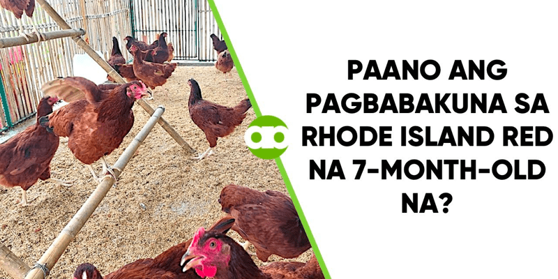 Paano ang Pagbabakuna sa Rhode Island Red na 7-Month-Old Na
