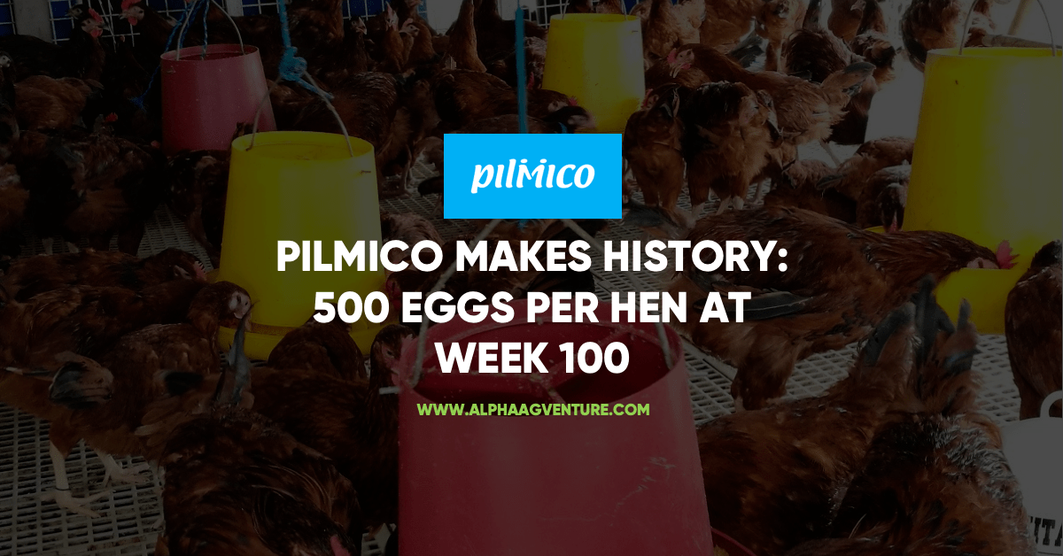 Pilmico Makes History: 500 Eggs per Hen at Week 100