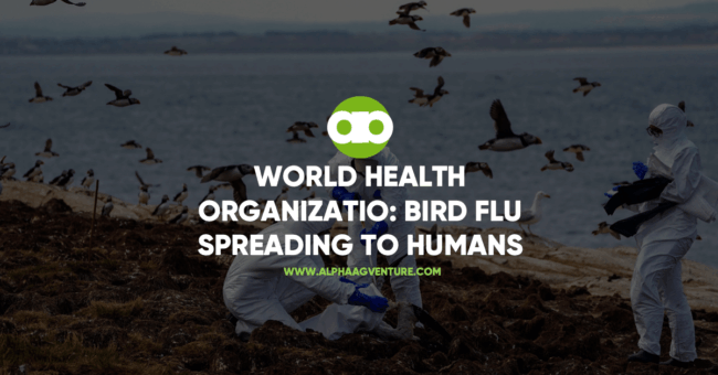 World Health Organization: Bird Flu Spreading to Humans