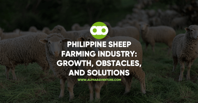 Philippine Sheep Farming Industry- Growth, Obstacles, and Solutions