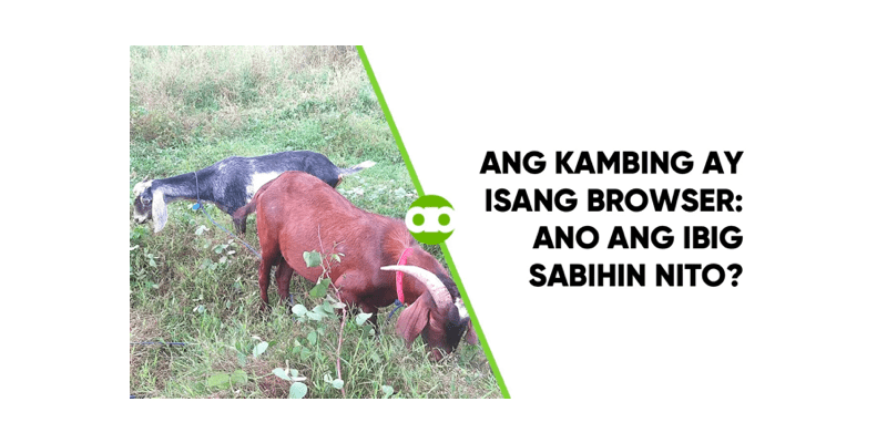 Ano ang kahulagan kapag sinabing ang kambing ay isang uri ng hayop na browser at ang tupa ay isang grazer? Watch this video para sa dagdag-kaalaman.