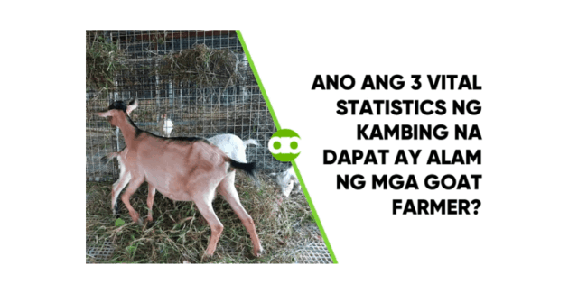 Ano ang 3 Vital Statistics ng Kambing na Dapat ay Alam ng mga Goat Farmer