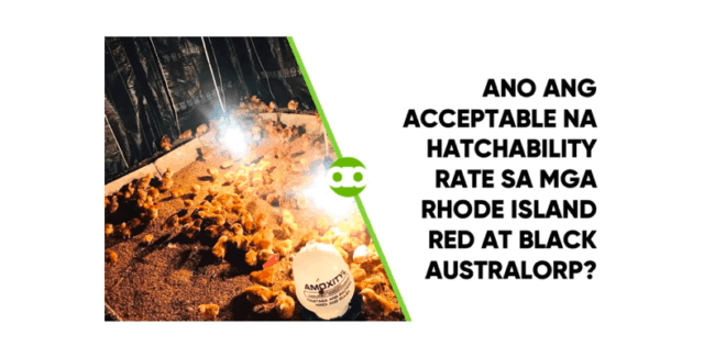Ano ang Acceptable na Hatchability Rate sa mga Rhode Island Red at Black Australorp