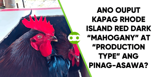 Ano ang Ouput Kapag Rhode Island Red Dark Mahogany at Production Type ang Pinag-Asawa