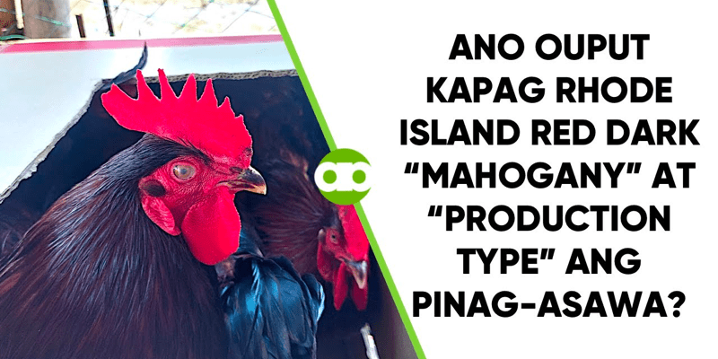 Ano ang Ouput Kapag Rhode Island Red Dark Mahogany at Production Type ang Pinag-Asawa