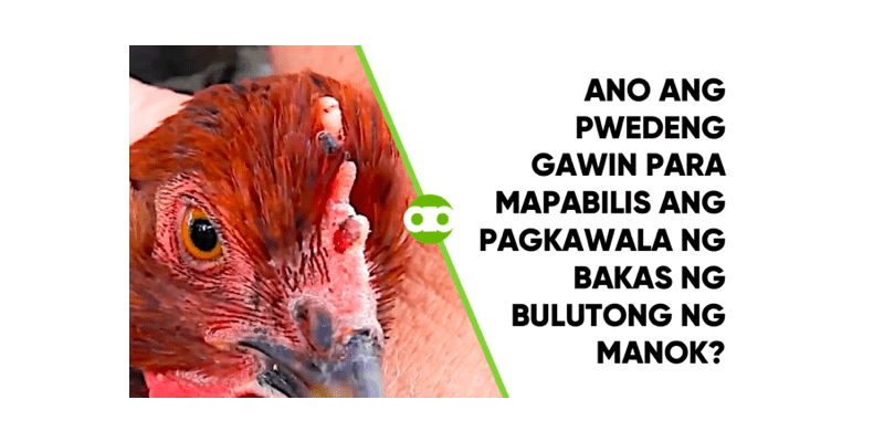 Ano ang Pwedeng Gawin Para Mapabilis ang Pagkawala ng Bakas ng Bulutong ng Manok