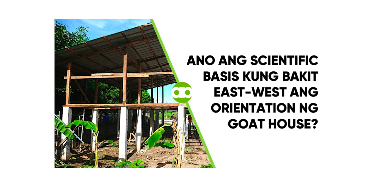 Ano ang Scientific Basis Kung Bakit East-West ang Orientation ng Goat House