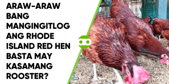 Araw-araw Bang Mangingitlog ang Rhode Island Red Hen Basta May Kasamang Rooster