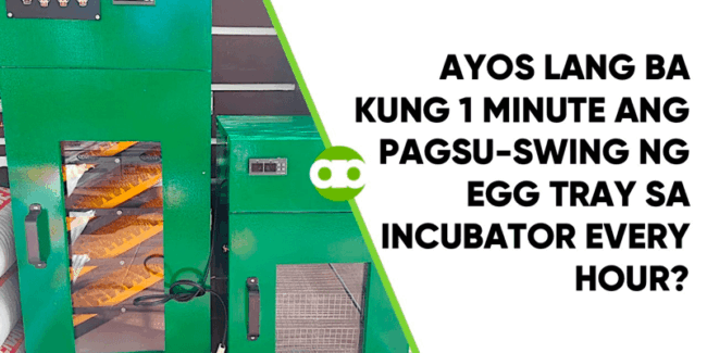 Ayos Lang Ba Kung 1 Minute ang Pagsu-Swing ng Egg Tray sa Incubator Every Hour