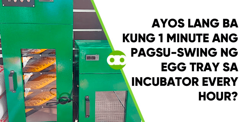 Ayos Lang Ba Kung 1 Minute ang Pagsu-Swing ng Egg Tray sa Incubator Every Hour