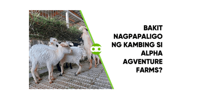 Bakit Nagpapaligo ng Kambing si Alpha Agventure Farms