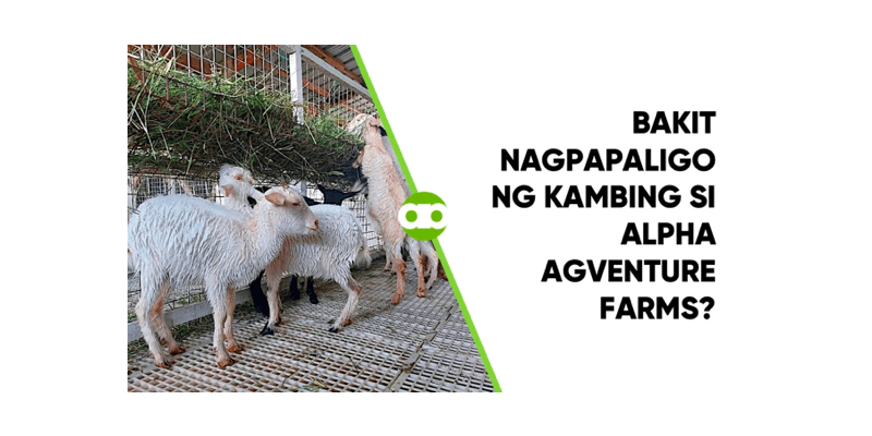 Bakit Nagpapaligo ng Kambing si Alpha Agventure Farms