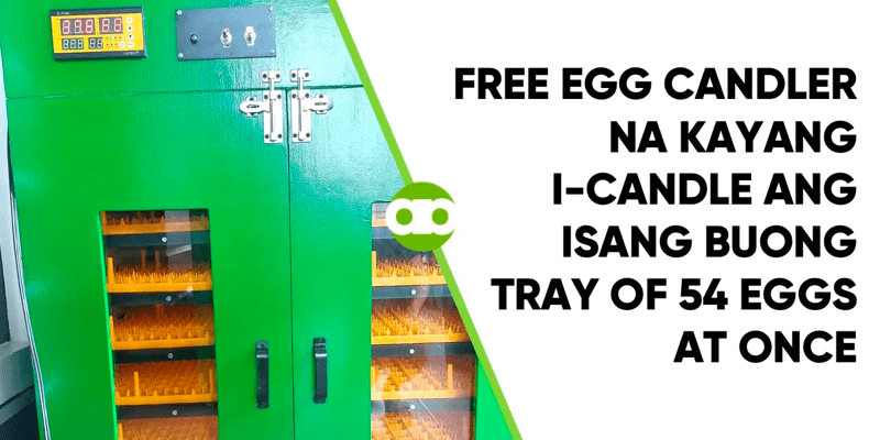 Free Egg Candler Na Kayang I-Candle ang Isang Buong Tray of 54 Eggs at Once