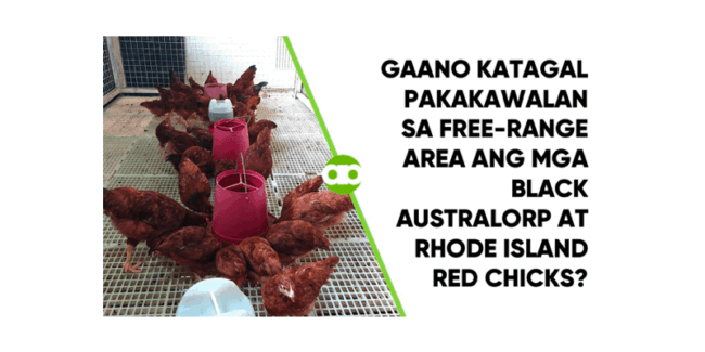 Gaano Katagal Pakakawalan sa Free-Range Area ang mga Black Australorp at Rhode Island Red Chicks
