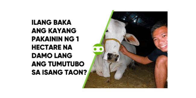 Ilang Baka ang Kayang Pakainin ng 1 Hectare na Damo Lang ang Tumutubo sa Isang Taon