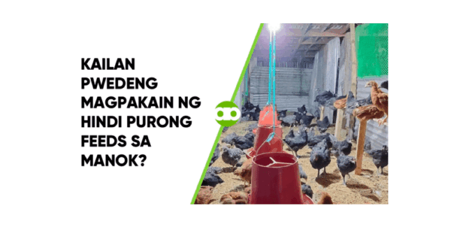Kailan Pwedeng Magpakain ng Hindi Purong Feeds sa Manok