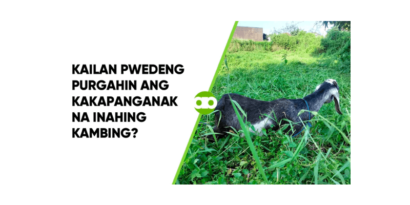 Kailan Pwedeng Purgahin ang Kakapanganak na Inahing Kambing