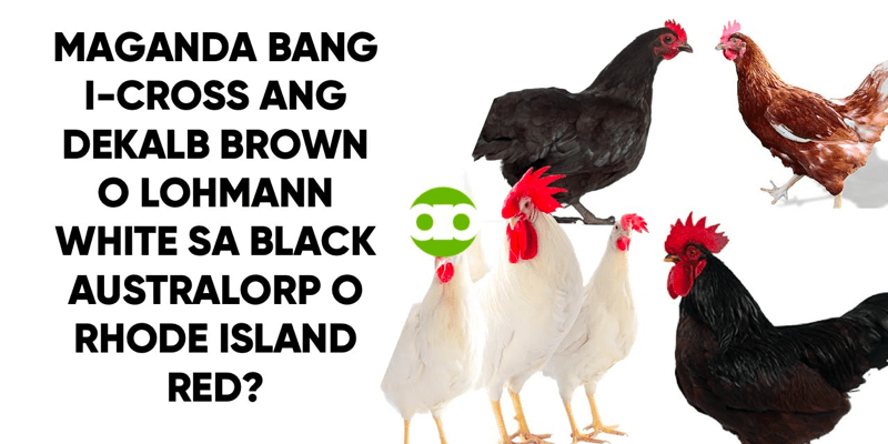 Maganda Bang I-Cross ang Dekalb Brown o Lohmann White sa Black Australorp o Rhode Island Red