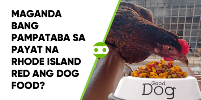 Maganda Bang Pampataba sa Payat na Rhode Island Red ang Dog Food