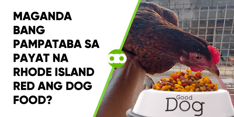 Maganda Bang Pampataba sa Payat na Rhode Island Red ang Dog Food