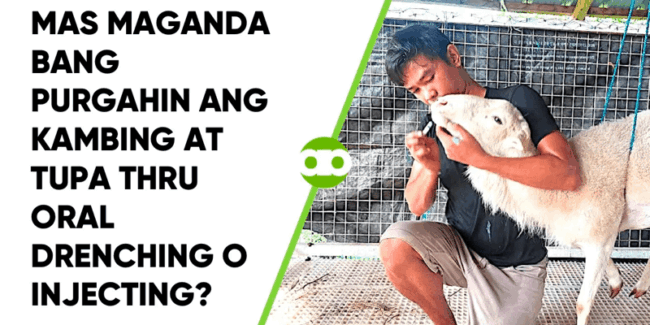 Mas Maganda Bang Purgahin ang Kambing at Tupa Thru Oral Drenching o Injecting