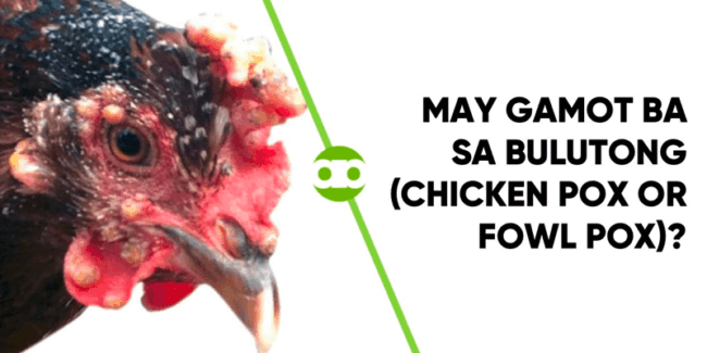 May Gamot Ba sa Bulutong (Chicken Pox or Fowl Pox)