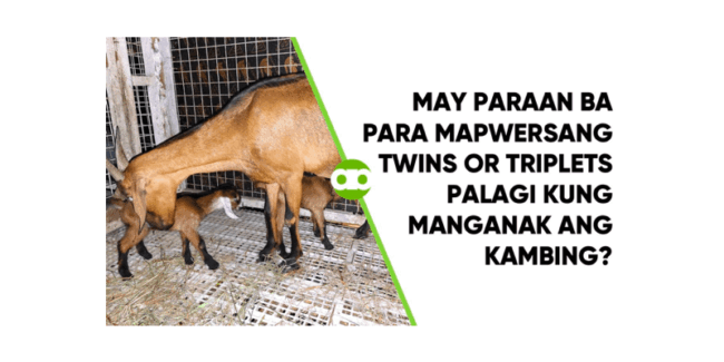 May Paraan ba Para Mapwersang Twins or Triplets Palagi Kung Manganak ang Kambing