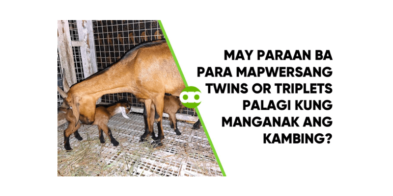 May Paraan ba Para Mapwersang Twins or Triplets Palagi Kung Manganak ang Kambing