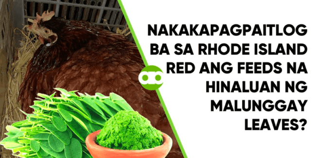 Nakakapagpaitlog ba sa Rhode Island Red ang Feeds na Hinaluan ng Malunggay Leaves