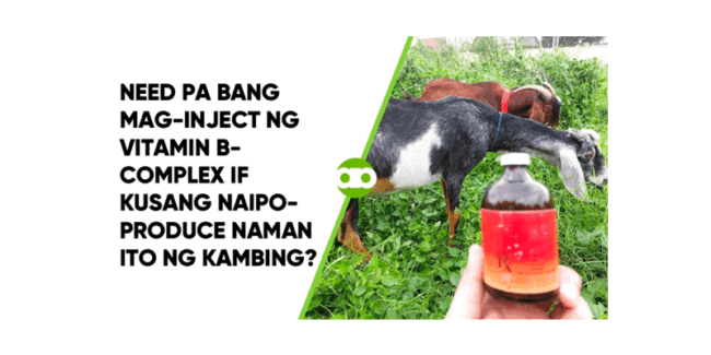 Need Pa Bang Mag-Inject ng Vitamin B-Complex If Kusang Naipo-produce Naman Ito ng Kambing