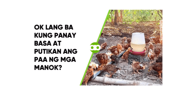 OK Lang Ba Kung Panay Basa at Putikan ang Paa ng mga Manok