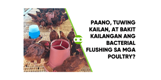 Paano, Tuwing Kailan, at Bakit Kailangan ang Bacterial Flushing sa mga Poultry