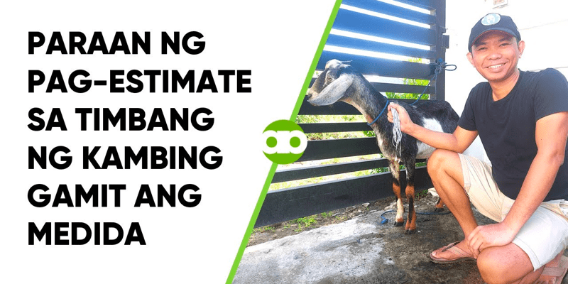 Paraan ng Pag-Estimate sa Timbang ng Kambing Gamit ang Medida