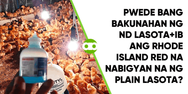 Pwede Bang Bakunahan ng ND Lasota+IB ang Rhode Island Red na Nabigyan na ng Plain Lasota