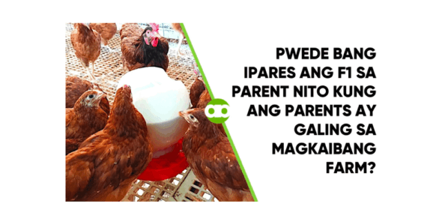 Pwede Bang Ipares ang F1 sa Parent Nito Kung ang Parents ay Galing sa Magkaibang Farm