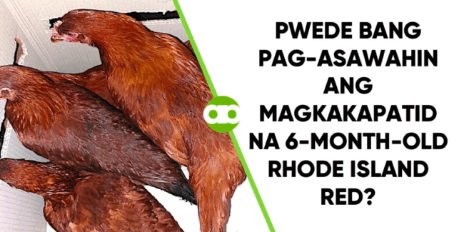 Pwede Bang Pag-Asawahin ang Magkakapatid na 6-Month-Old Rhode Island Red